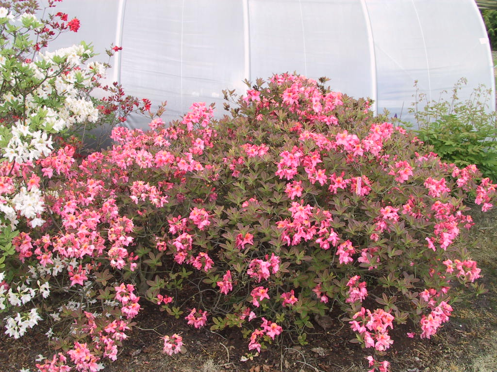 Azalea knaphill Berryrose 05.jpg